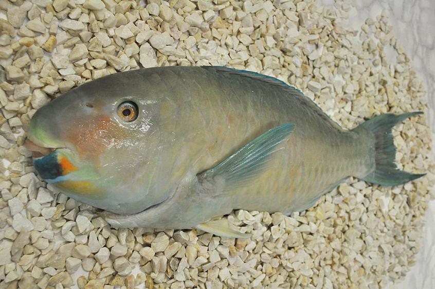 Papugoryba, Parrot fish,Cetascarus bicolor, ryby, ryby egzotyczne 